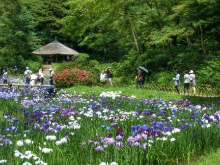 The iris garden in Meiji Shrine, Harajuku
